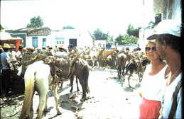 thumb_trixolar_007.jpg