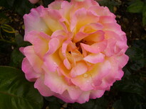 thumb_05flowers_002.jpg
