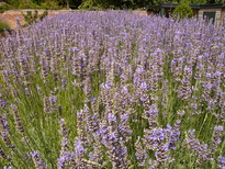 thumb_05flowers_006.jpg