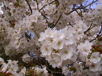 thumb_07_blossom_025.jpg
