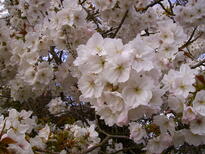 thumb_07_blossom_026.jpg