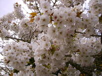 thumb_07_blossom_027.jpg