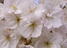 thumb_07blossom.jpg