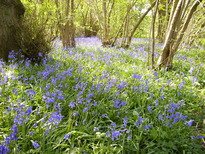 thumb_07bluebells_007.jpg
