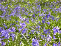 thumb_07bluebells_008.jpg