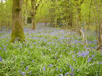 thumb_07bluebells_009.jpg