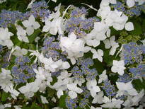 thumb_07c2cd_040.jpg