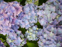 thumb_07c2cd_041.jpg