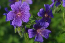 thumb_Flowers001.JPG