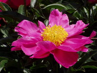 thumb_Flowers002.JPG