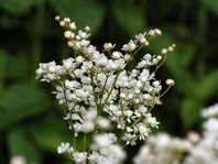 thumb_Flowers003.JPG