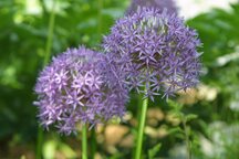thumb_Flowers004.JPG