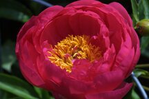 thumb_Flowers005.JPG