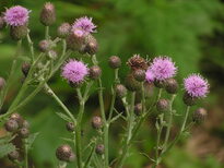 thumb_Flowers006.JPG