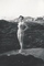 thumb_1955_04_Julia_Henriques.jpg