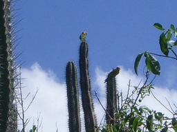 thumb_oct05_to_Panama_042.jpg