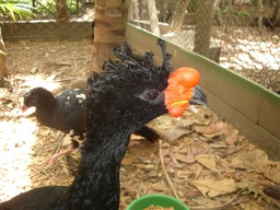 thumb_oct05_to_Panama_134__2_.jpg