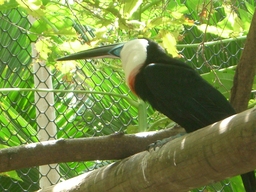 thumb_oct05_to_Panama_135.jpg