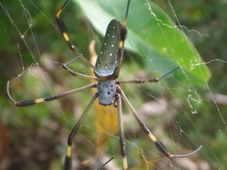 thumb_oct05_to_Panama_165.jpg