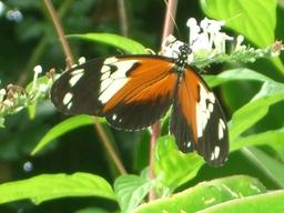 thumb_oct05_to_Panama_166.jpg