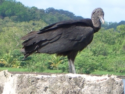thumb_oct05_to_Panama_180.jpg