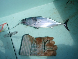 thumb_Venezuela_to_Panama_082.jpg