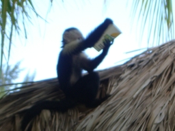 thumb_Venezuela_to_Panama_147.jpg
