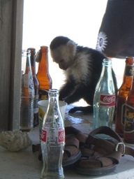 thumb_Venezuela_to_Panama_150.jpg