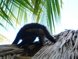 thumb_Venezuela_to_Panama_160.jpg