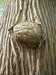 thumb_IMGP0022.JPG