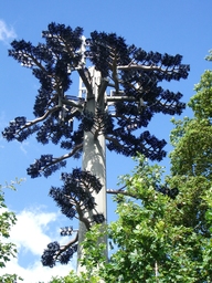 thumb_06_new_forest_026.jpg