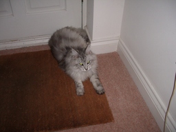 thumb_06sophiecat_022.jpg