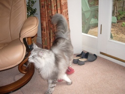 thumb_06sophiecat_023.jpg