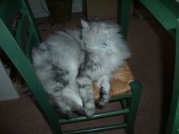 thumb_06sophiecat_024.jpg
