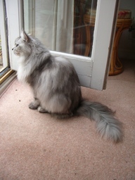 thumb_06sophiecat_025.jpg