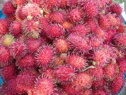 thumb_06_Oct-Cochinos_004.jpg