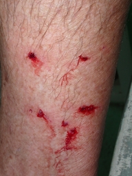 thumb_06_Oct-Cochinos_044.jpg