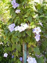 thumb_07Guat-LaCeiba_073.jpg