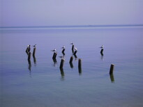 thumb_07Guat-LaCeiba_080.jpg