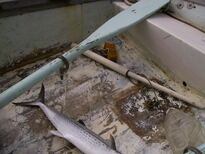 thumb_07Guat-LaCeiba_084.jpg