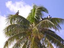 thumb_07Guat-LaCeiba_089.jpg