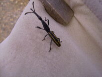 thumb_07Guat-LaCeiba_091.jpg