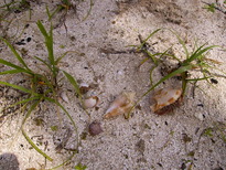 thumb_07Guat-LaCeiba_093.jpg