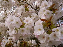 thumb_07lateapril_008.jpg