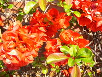 thumb_07lateapril_012.jpg