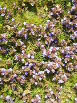 thumb_07lateapril_015.jpg