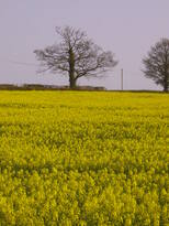 thumb_07lateapril_016.jpg