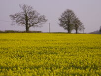 thumb_07lateapril_017.jpg