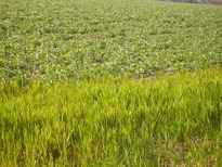 thumb_07lateapril_018.jpg