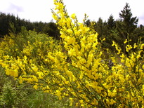 thumb_C2C_035.jpg